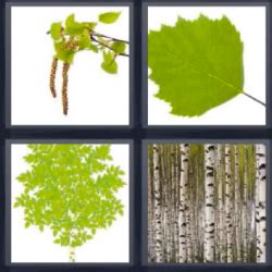 respuesta de 4 fotos 1 palabra|4 fotos 1 palabra hoja, tronco, madera, corteza ¡Respuesta!.
